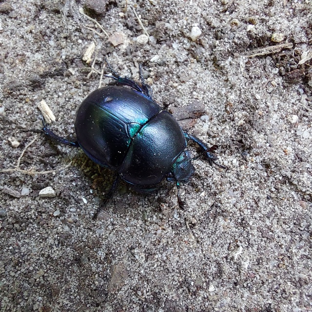 Trypocopris vernalis - tavaszi álganéjtúró