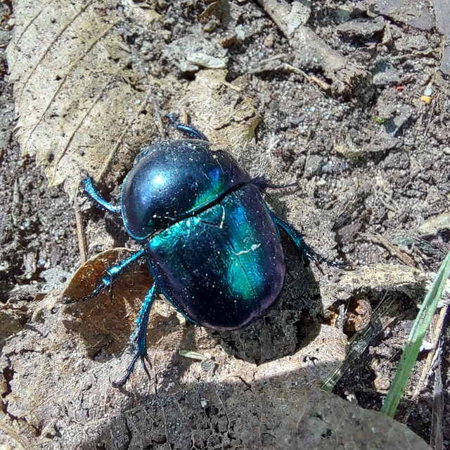 Trypocopris vernalis - tavaszi álganéjtúró