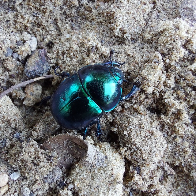 Trypocopris vernalis - tavaszi álganéjtúró
