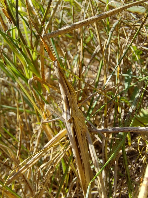 Acrida ungarica - sisakos sáska
