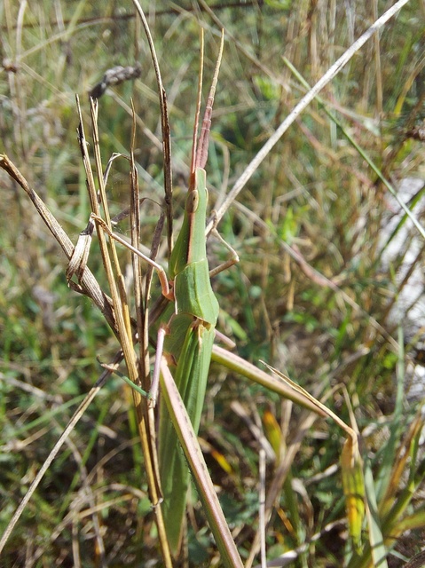 Acrida ungarica - sisakos sáska