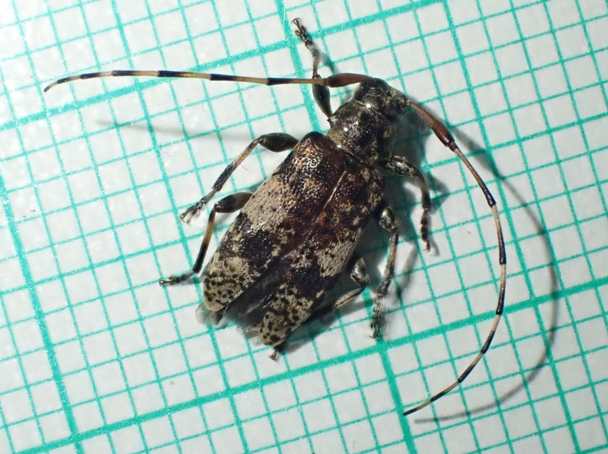 Leiopus nebulosus - öves gesztcincér
