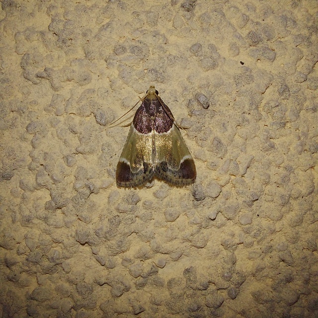 Pyralis farinalis - lisztilonca