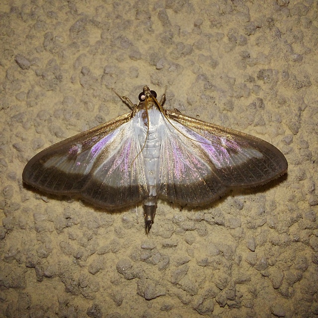 Cydalima perspectalis - puszpáng-tűzmoly