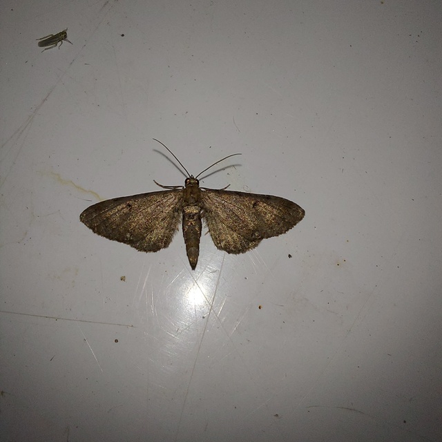 Eupithecia absinthiata - üröm-törpearaszoló