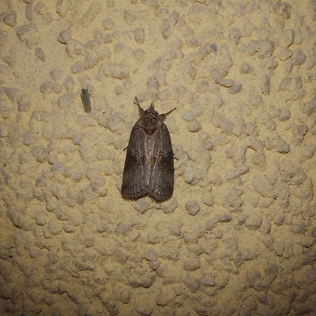 Nycteola asiatica - nyárfa-trapézbagoly