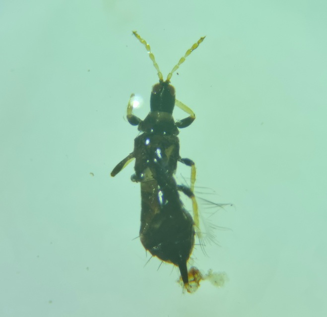 Thysanoptera - Tripszek
