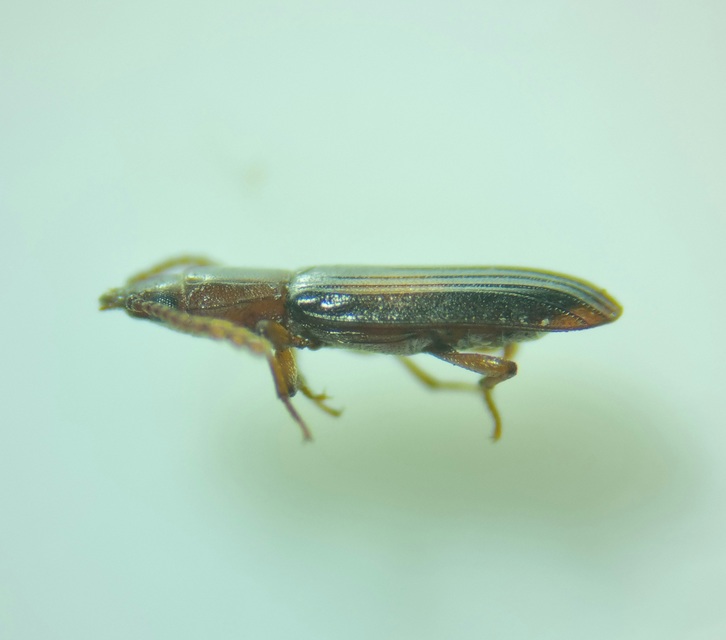 Laemophloeus monilis - nagyfoltú szegélyeslapbogár