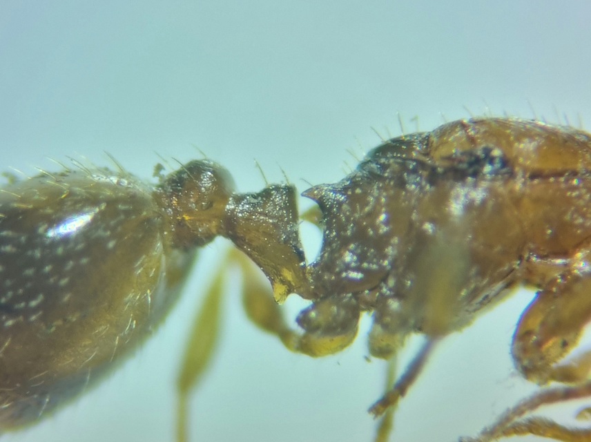Temnothorax crassispinus - gubacslakó kéreghangya