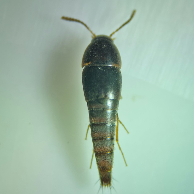 Sepedophilus testaceus - szurokszínű pihésholyva Sepedophilus testaceus - szurokszínű pihésholyva