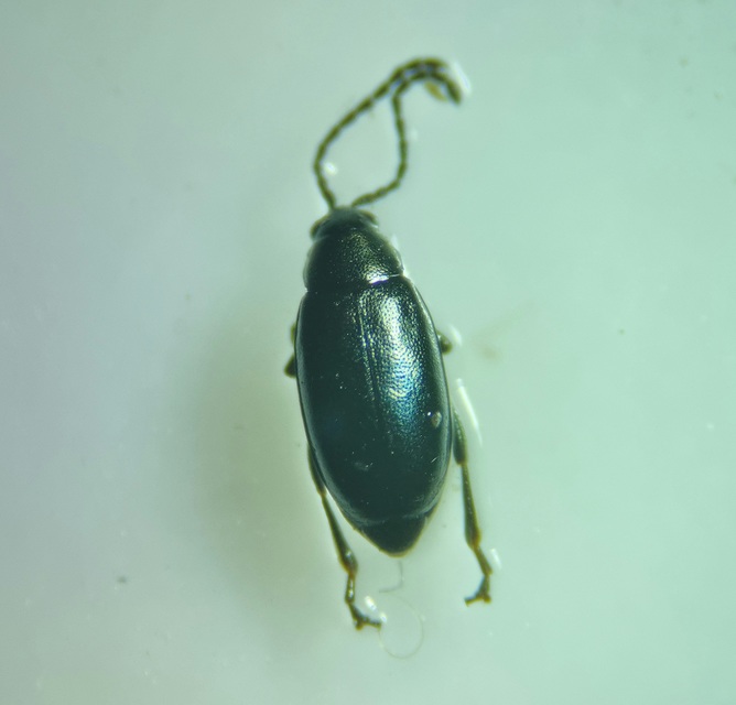 Phyllotreta nigripes - feketecsápú káposzta-földibolha