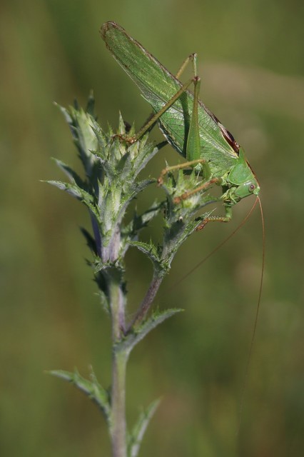 Tettigonia viridissima - zöld lombszöcske