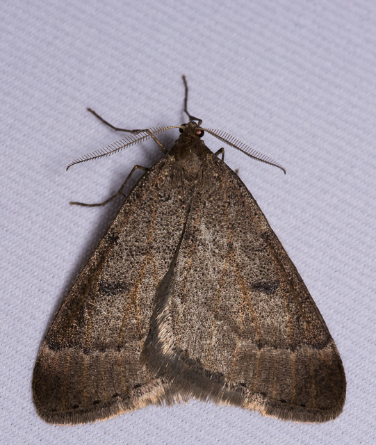Theria rupicapraria - tavaszi kökényaraszoló
