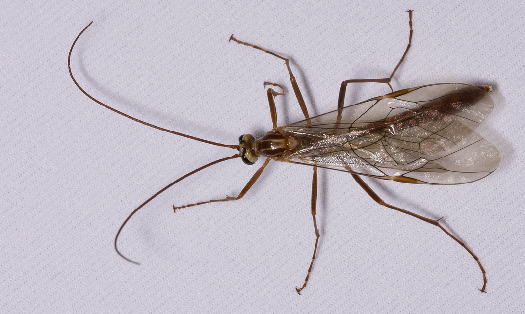 Ophion obscuratus
