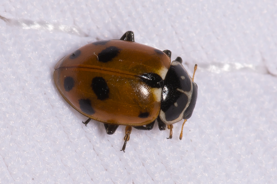 Hippodamia variegata - tizenhárompettyes katica