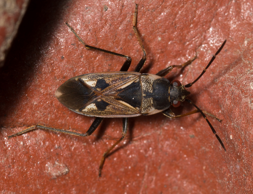 Rhyparochromus vulgaris - közönséges díszesbodobács