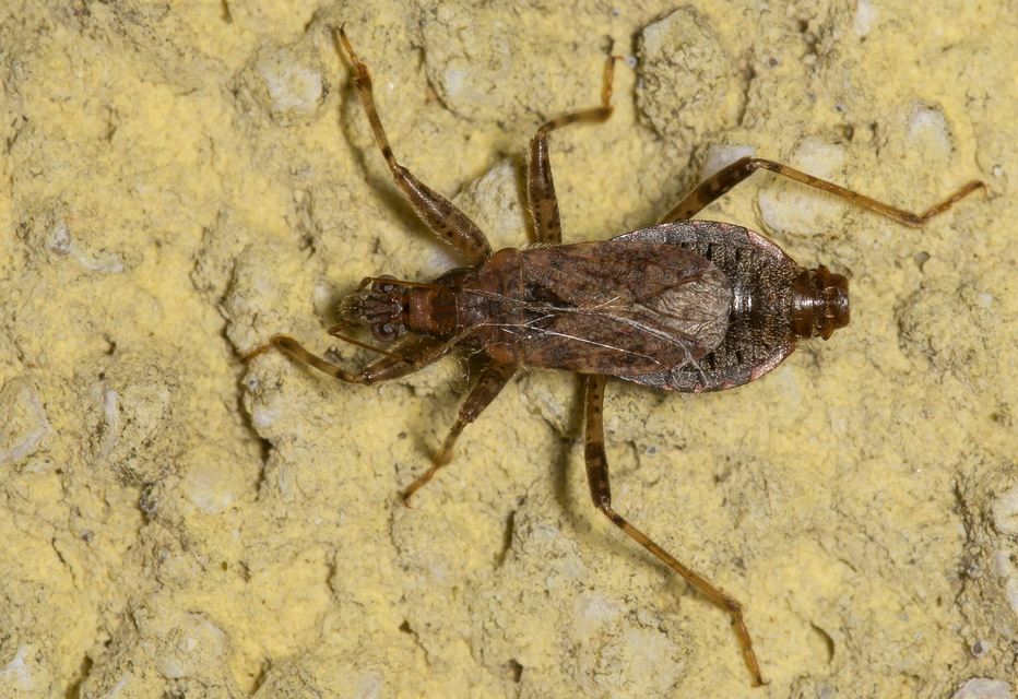 Himacerus