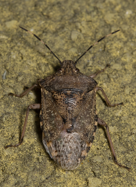 Rhaphigaster nebulosa - bencepoloska