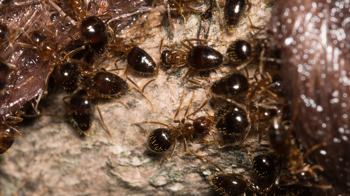 Prenolepis nitens - ragyogóhangya