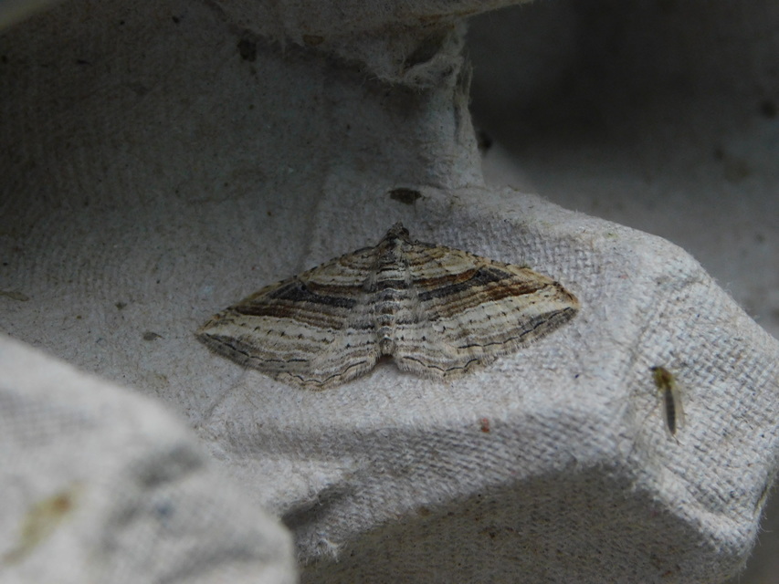 Costaconvexa polygrammata - soksávú araszoló