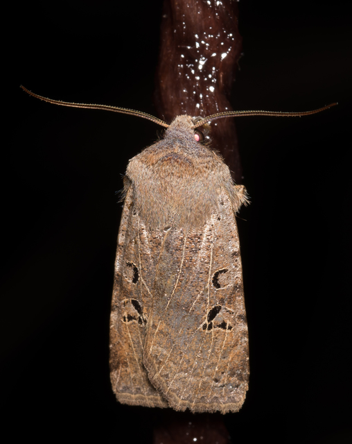 Conistra rubiginosa - szürke télibagoly