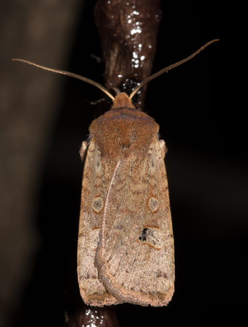 Conistra erythrocephala - vörösfejű őszibagoly