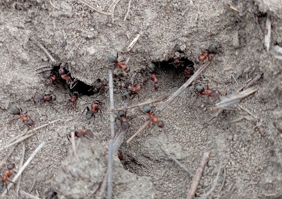 Formica sanguinea - vérvörös rablóhangya