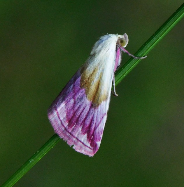 Eublemma purpurina - bíboros törpebagoly