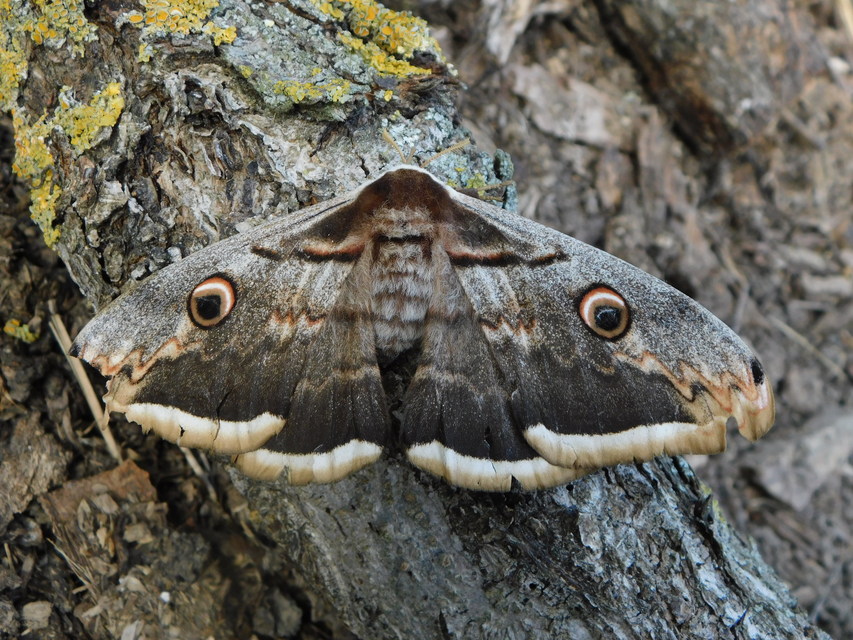 Saturnia pyri - nagy pávaszem