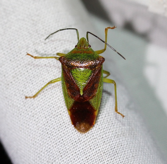 Acanthosoma haemorrhoidale - nagy dajkapoloska Acanthosoma haemorrhoidale - nagy dajkapoloska
