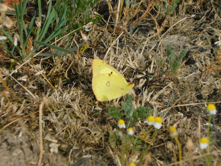 Colias erate - csángó-kéneslepke