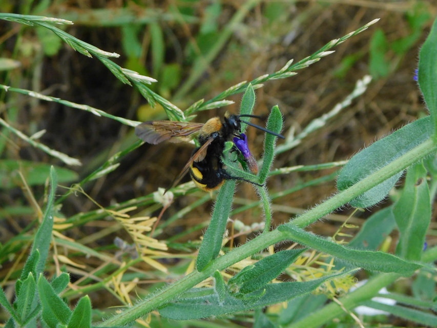 Megascolia maculata - óriás-tőrösdarázs