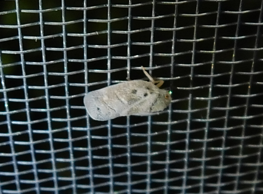 Metcalfa pruinosa - amerikai lepkekabóca