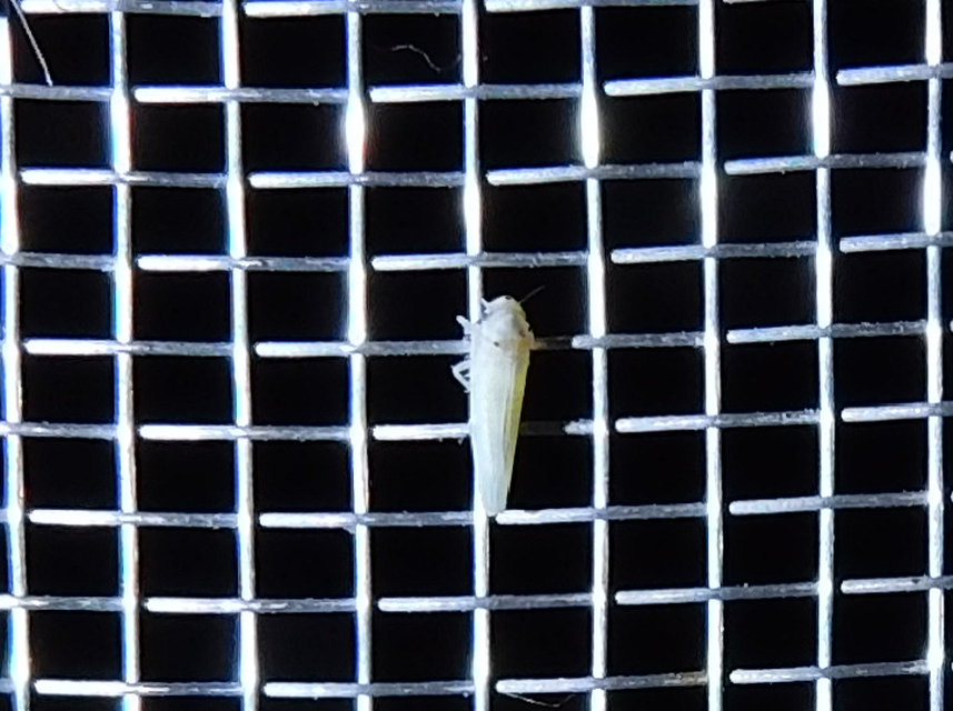 Zygina nivea