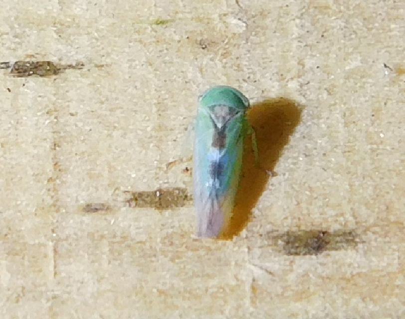 Viridicerus ustulatus