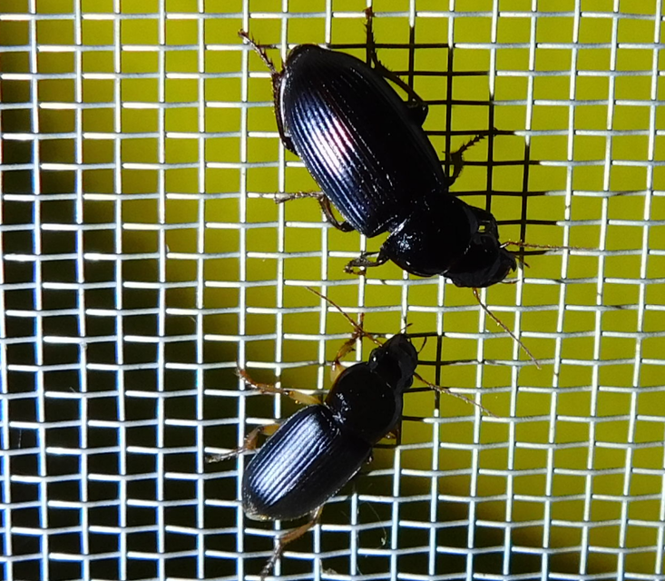 Harpalus griseus - kis selymesfutó