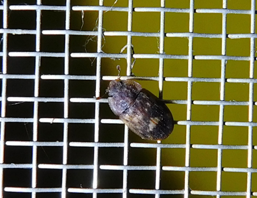 Soronia grisea - pettyegetett fénybogár