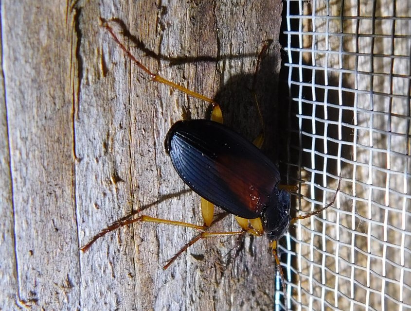 Dolichus halensis - hantfutó