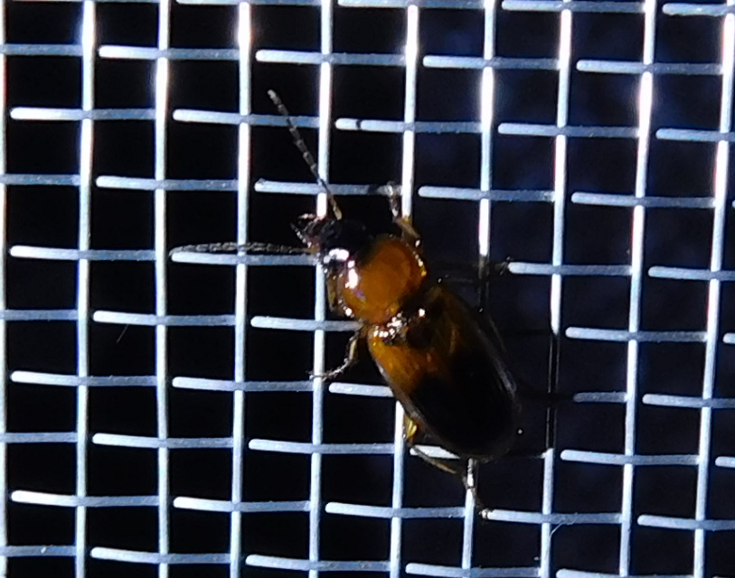 Stenolophus teutonus - nagyfoltos turzásfutó