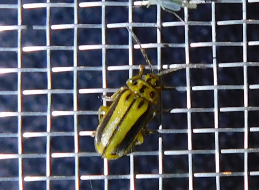 Xanthogalerucella luteola - szilfa-olajosbogár
