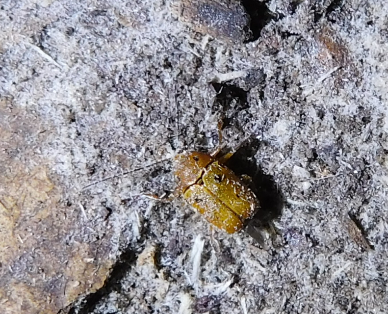 Cryptocephalus octomaculatus - nyolcfoltos zömökbogár