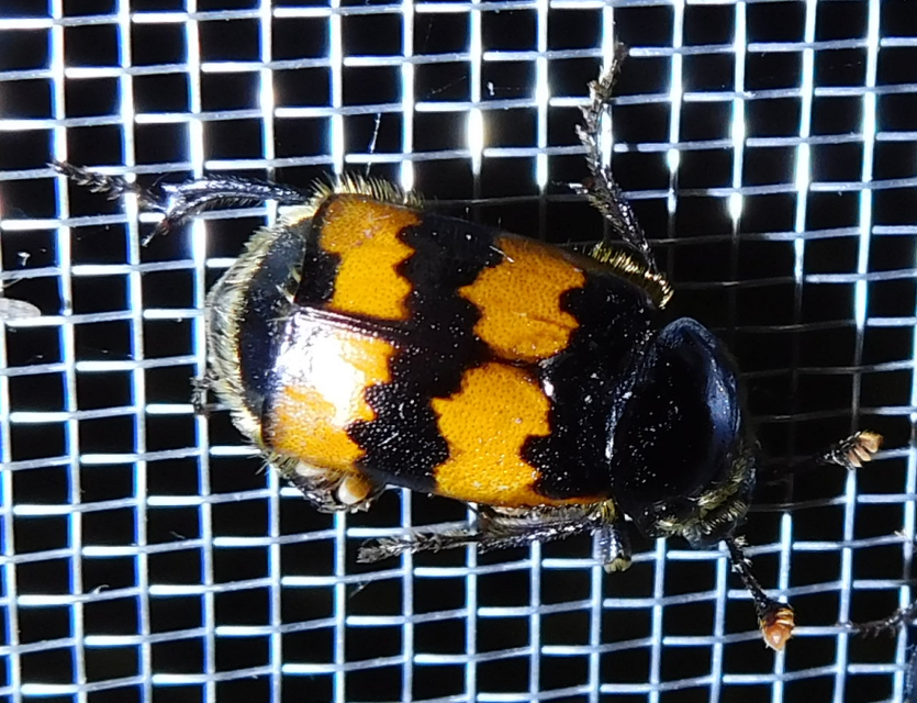 Nicrophorus vespillo - közönséges temetőbogár