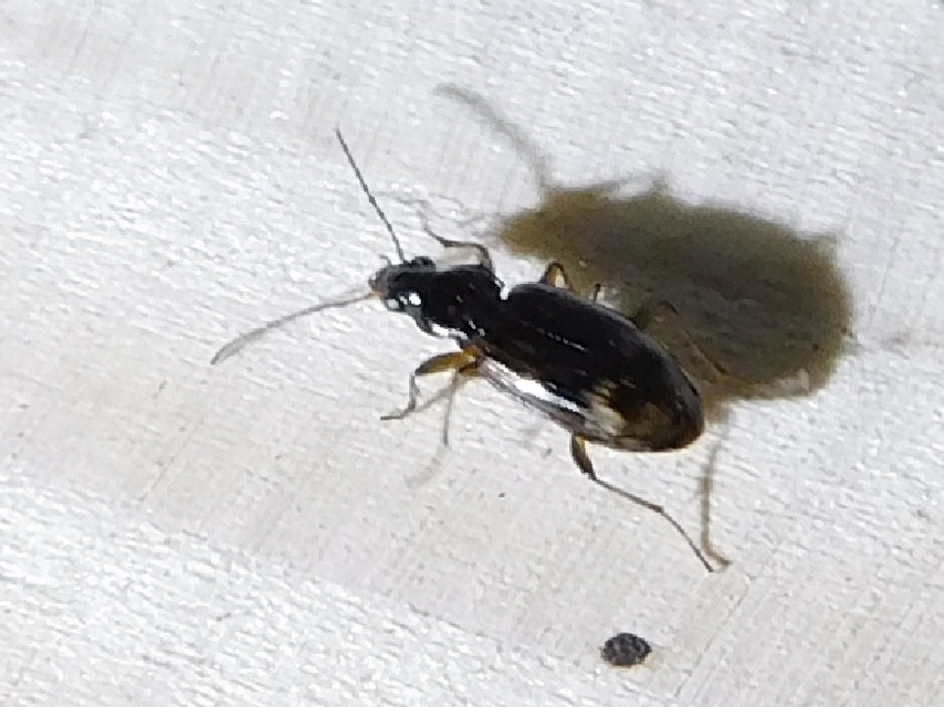 Bembidion varium - rajzos gyorsfutó