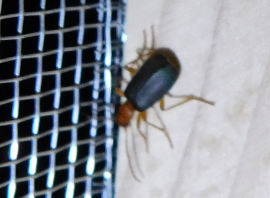 Brachinus