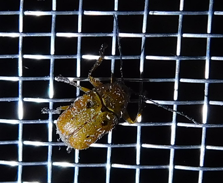 Cryptocephalus octomaculatus - nyolcfoltos zömökbogár