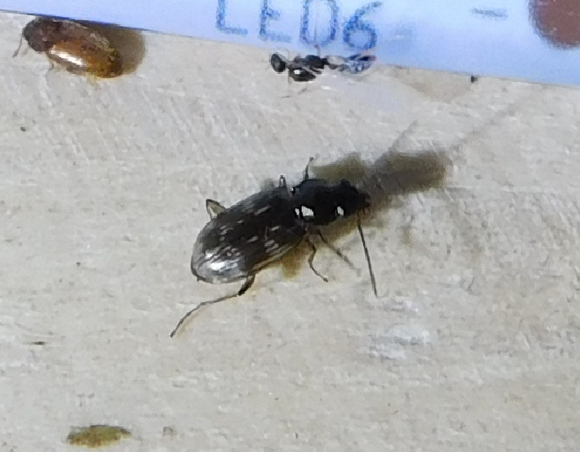 Bembidion varium - rajzos gyorsfutó