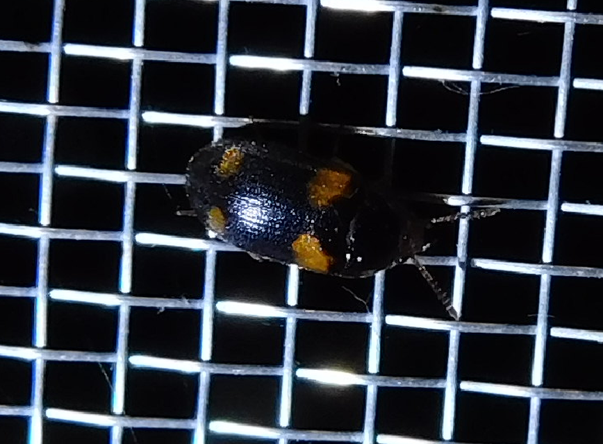 Mycetophagus quadripustulatus - négyfoltos gombabogár
