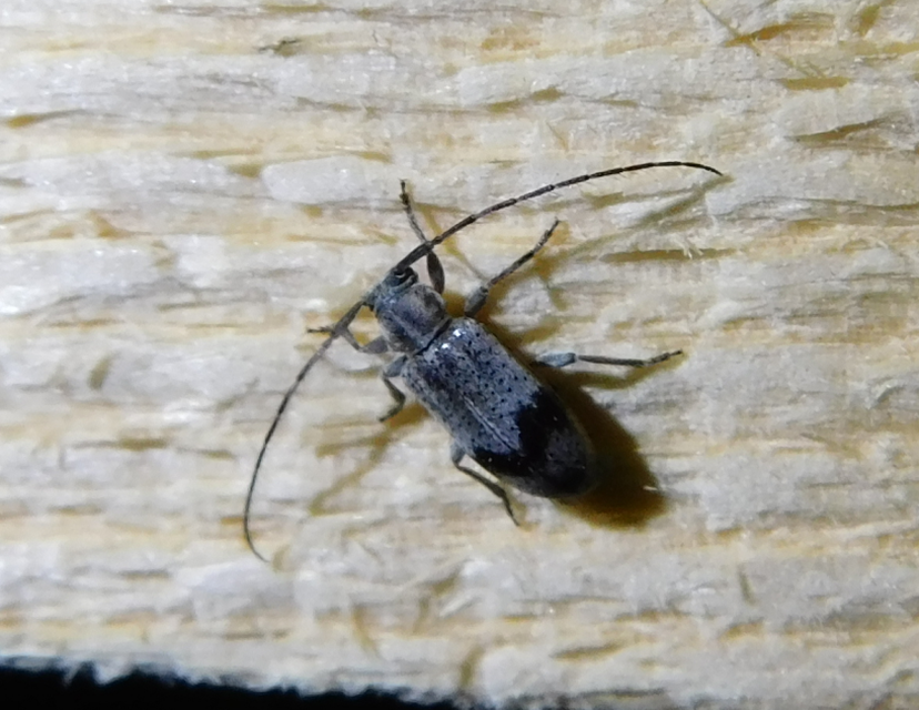 Exocentrus punctipennis - szilfa-rőzsecincér