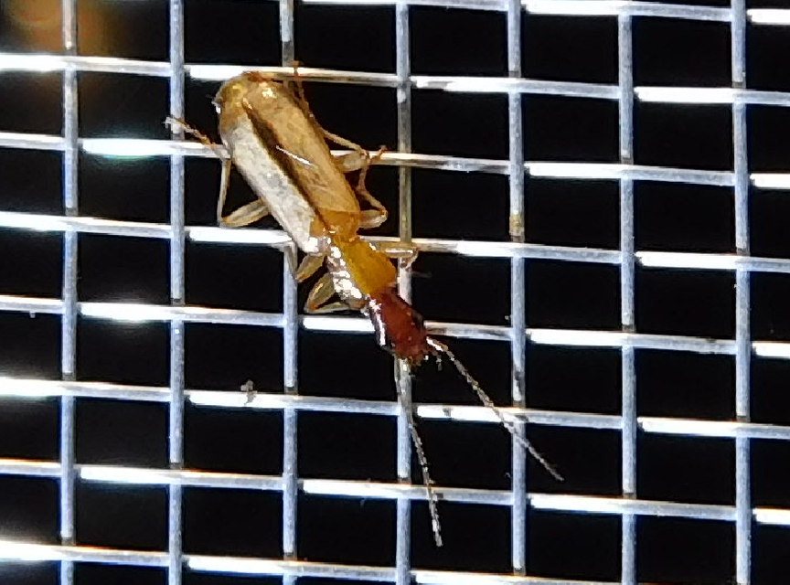 Paradromius longiceps - hosszúfejű kéregfutó
