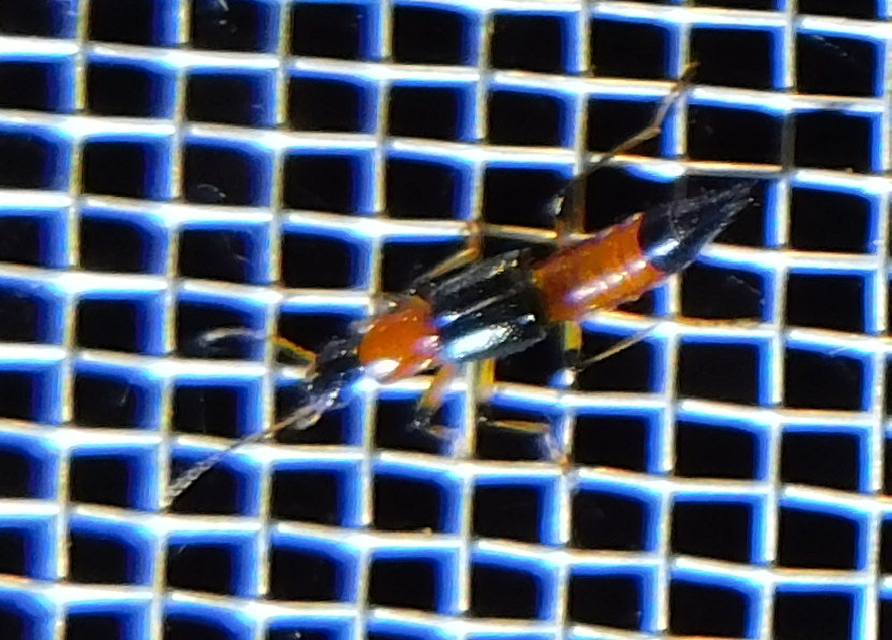Paederus